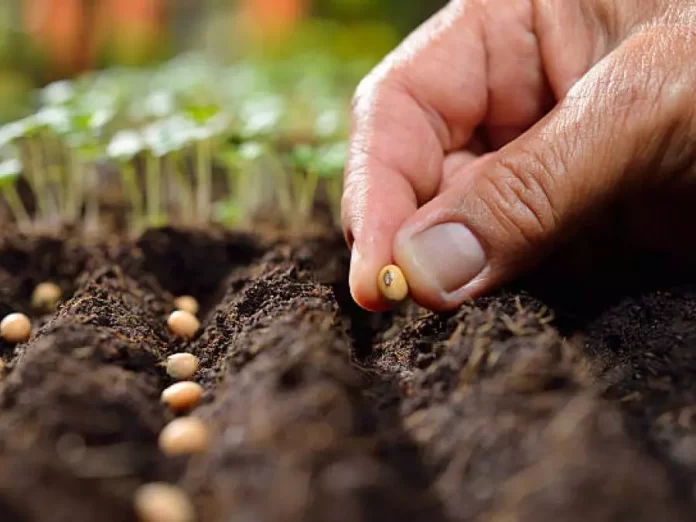 Agriculture : la banque de gènes sera bientôt créée