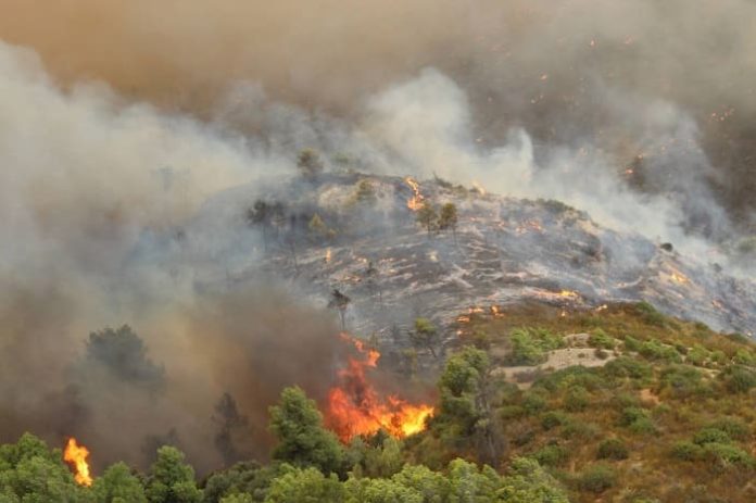 Henni: lancement de l'opération d'indemnisation des sinistrés des feux de forêt