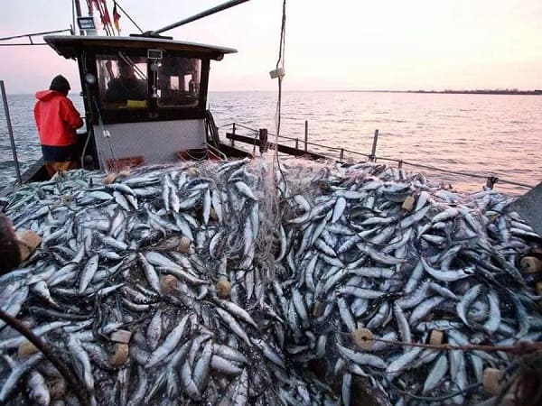 Ressources halieutiques : hausse de la production de 19% par rapport à l'année dernière