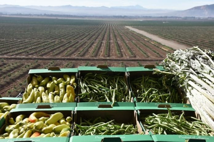 Agriculture saharienne : plus de 3000 demandes d'investissement