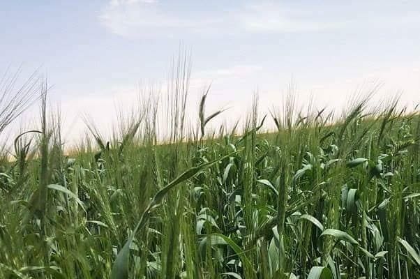 Céréales : le recours à l'irrigation d'appoint est envisageable pour faire face au stress hydrique
