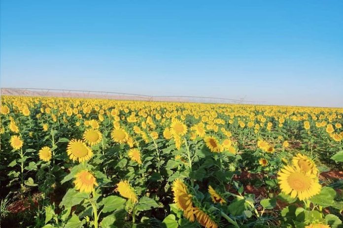Algérie : 97 000 hectares consacrés au développement de l'agriculture stratégique