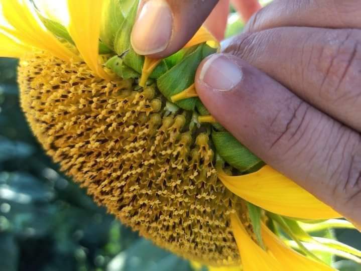 El Tarf : programmation de la culture du tournesol sur une superficie de  1.000 hectares