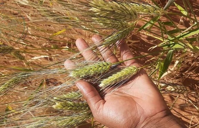 Agriculture : l'Algérie compte plus de 170 variétés de semences céréalières