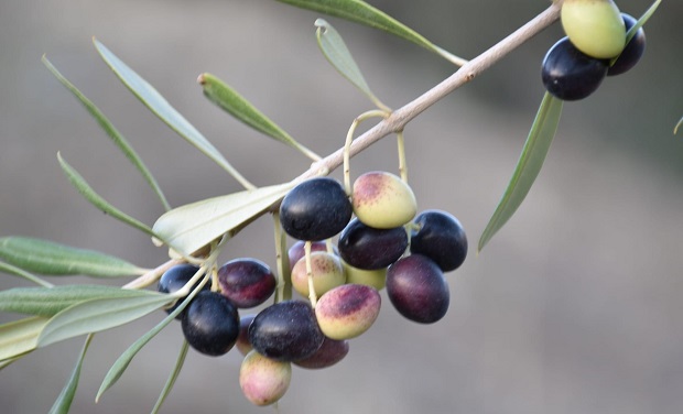 olives-3.jpg