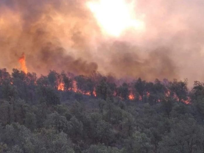 DGF : 33.000 hectares touchés par les les derniers incendies