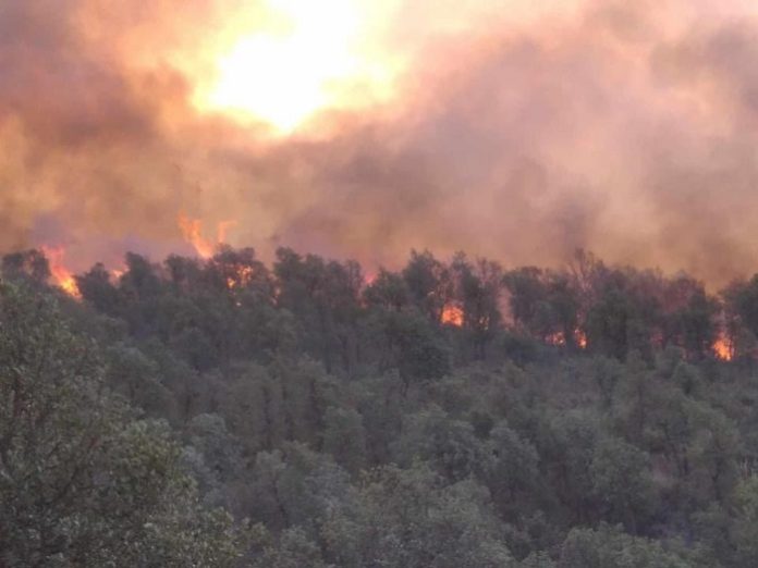 Incendies de forêts début immédiat de l’indemnisation des victimes