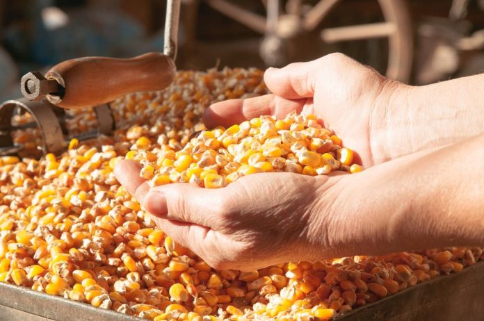 L'Algérie lance un appel d'offres pour acheter environ 60 000 T de maïs et 30 000 T d'orge
