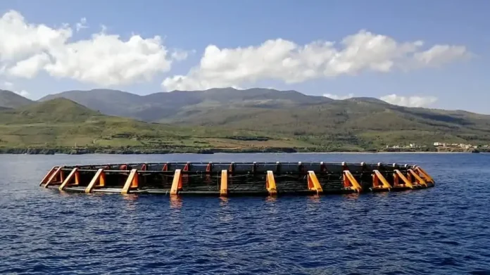 Elevage de poissons en cages flottantes : investissements prometteurs à Skikda