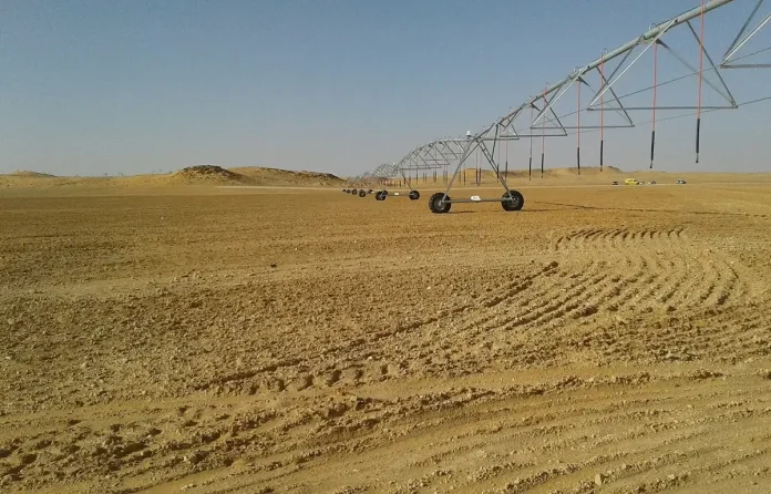 Investissement dans les cultures stratégiques : plus de 16.000 hectares mobilisés à Ghardaïa