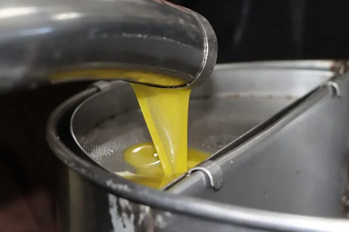 Huile d’olive : Une production de plus de 4,3 millions de litres à Djelfa