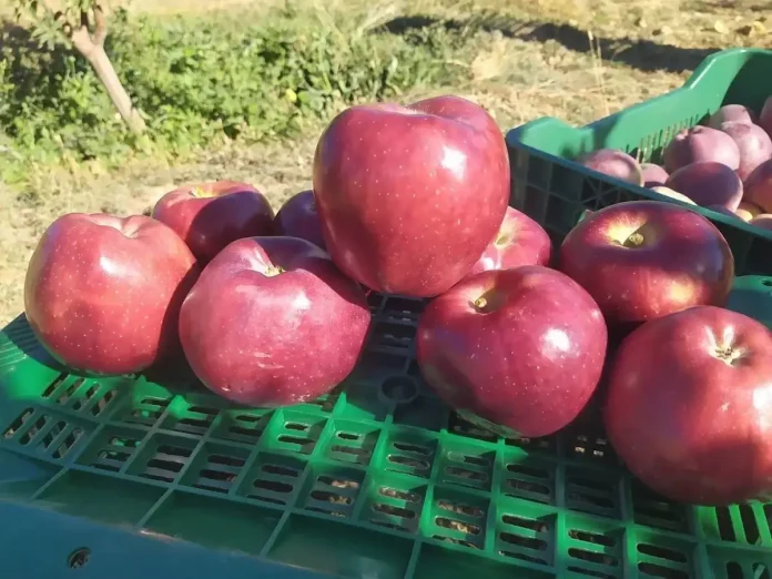 Pommes : Une production de plus de 1,8 million de quintaux à Khenchela