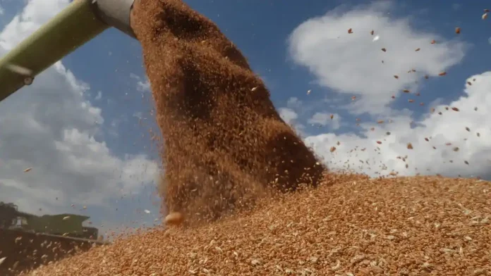 Algérie : les prévisions américaines concernant les importations de blé