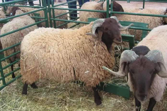 Naâma : retour de l’élevage de la race ovine « Deghma », une étape importante pour sa valorisation