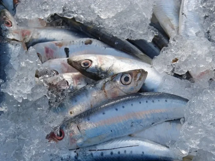 L’Algérie importe de la sardine de Tunisie