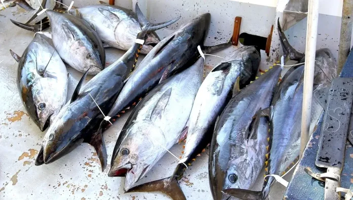 Pêche : augmentation du quota de l’Algérie de thon rouge à 2046 tonnes en 2024