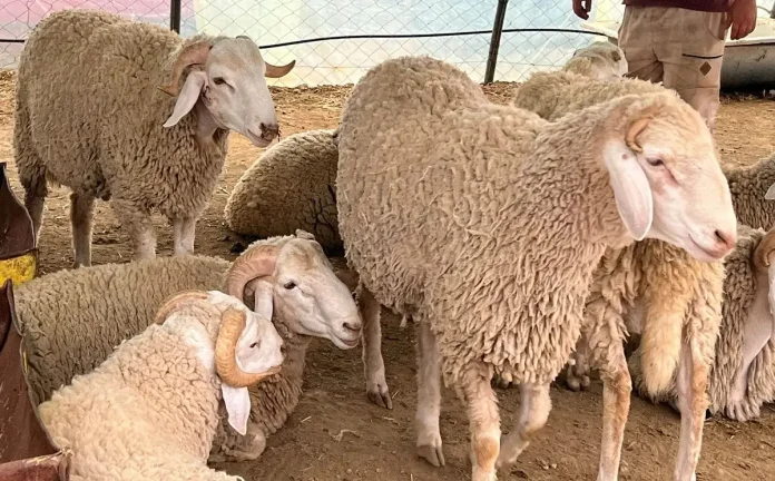 Moutons importés : les précisions de l'Alviar