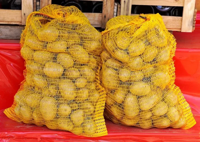 El Oued : production prévisionnelle de plus de 4 millions de quintaux de pomme de terre saisonnière
