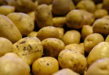 Des quantités importantes de pommes de terre arrivent sur les marchés fin novembre Des quantités importantes de pommes de terre arrivent sur les marchés fin novembre