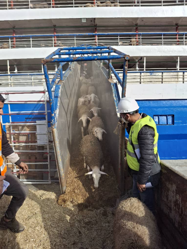 Port de Ténès : arrivée au d’un navire chargé de plus de 12.000 têtes de moutons en provenance d’Espagne
