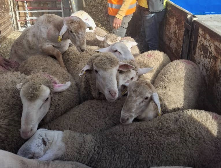 Port d’Annaba : arrivée d’un navire chargé de plus de 8.000 têtes d’ovins en provenance de Roumanie