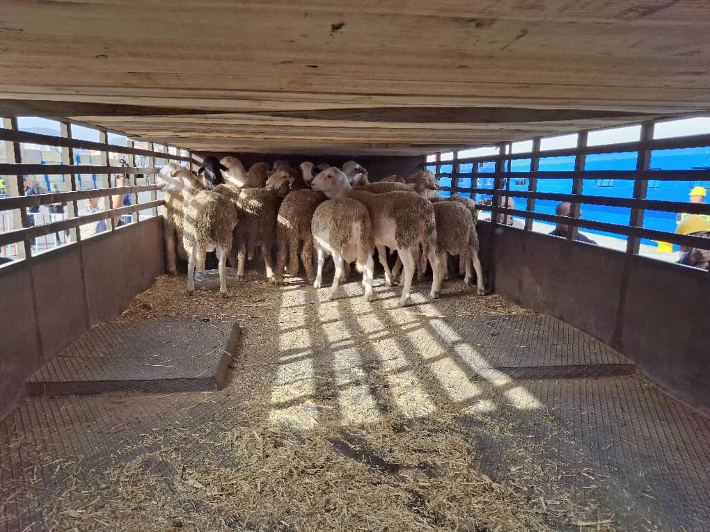 Port d’Oran : arrivée d’un navire transportant 20.000 têtes de moutons en provenance d’Espagne
