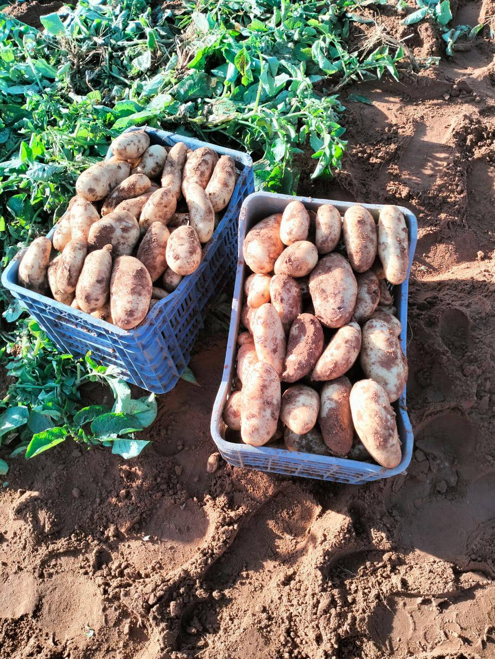 Pomme de terre : l’ONILEV rassure les producteurs sur la prise en charge de leurs préoccupations