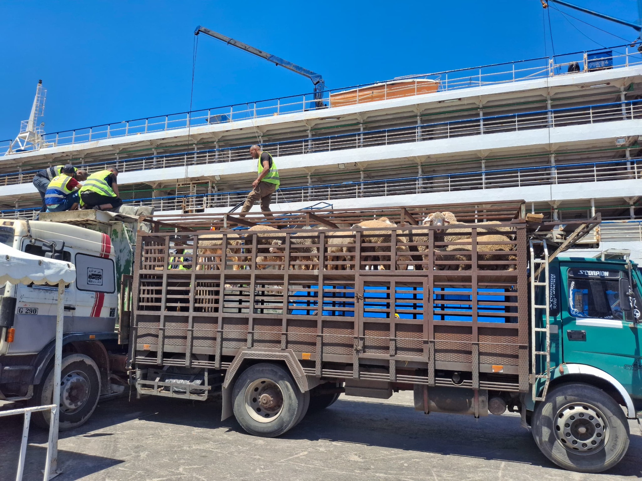 Port de Ténès : arrivée d’un navire en provenance d’Espagne avec 13.343 moutons