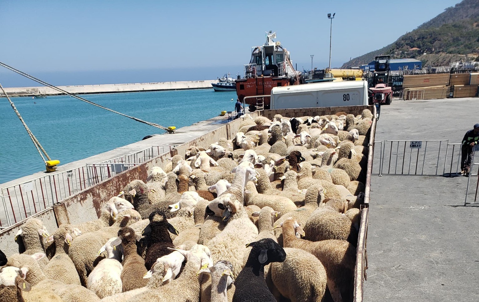Port de Ténès : nouvel arrivage de moutons importés d’Espagne